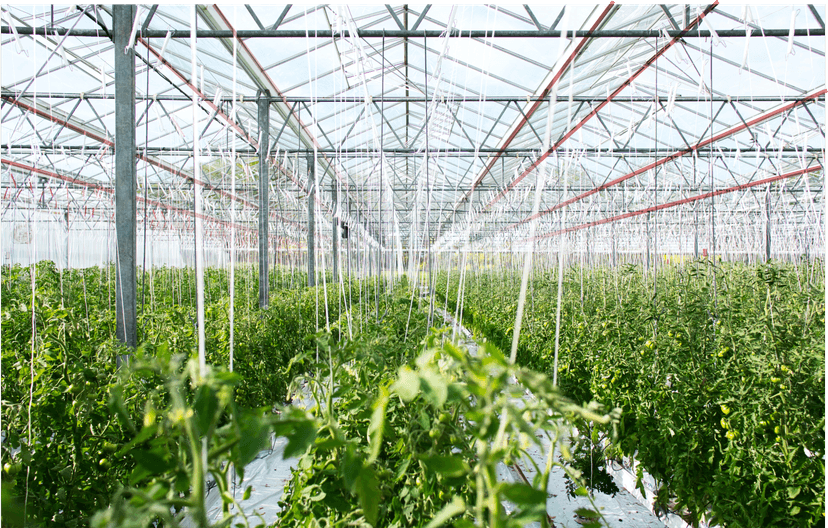Indonesia’s Agritech: Today and Tomorrow