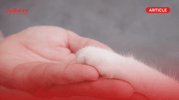 Pawsibilities Unlimited: Exploring SEA Pet Care Landscape​