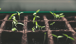 Growth Strategy For A Multinational Hybrid Seeds And Pesticides Company