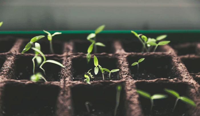 Growth Strategy For A Multinational Hybrid Seeds And Pesticides Company