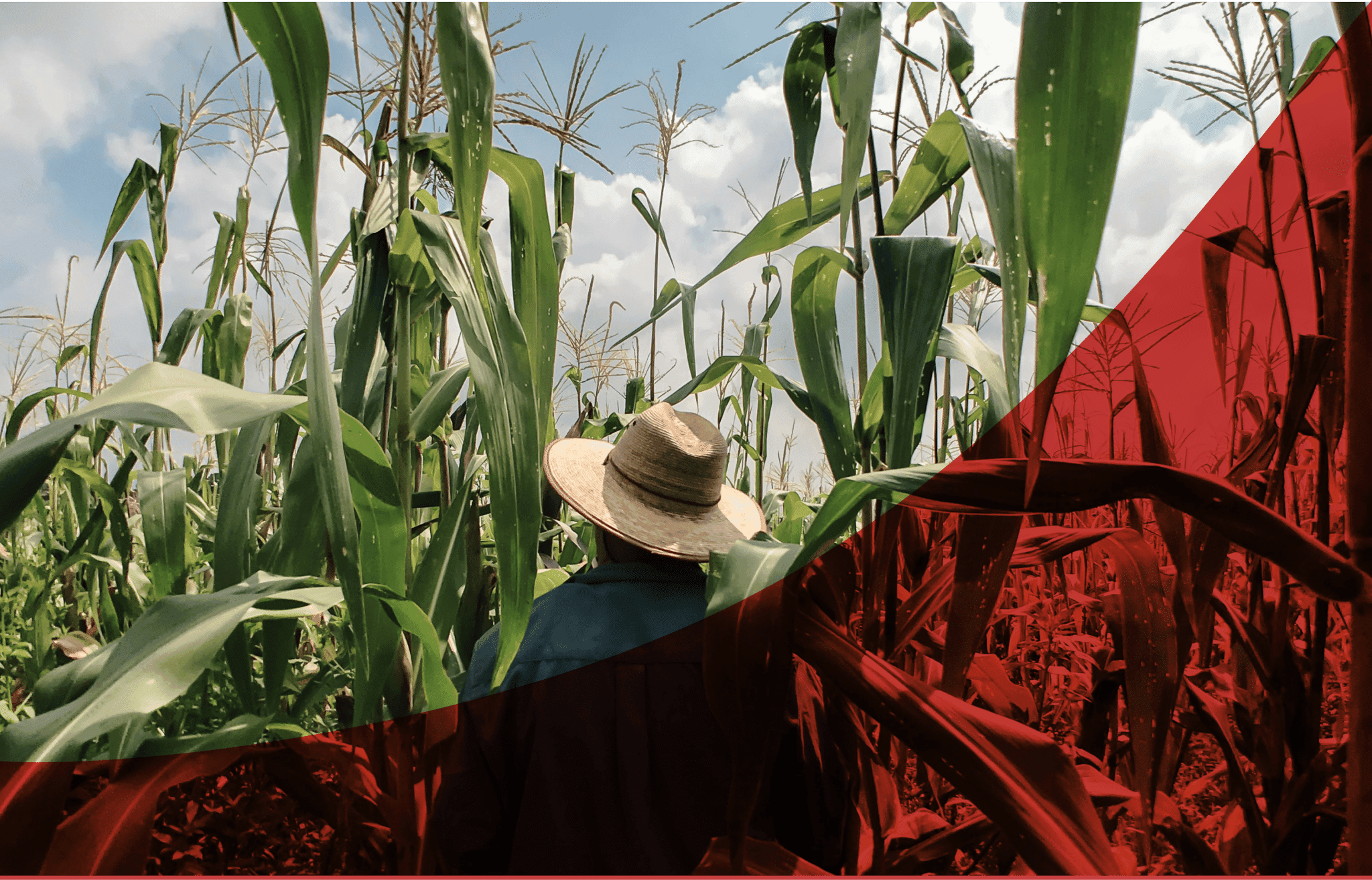 Agritech Consultancy in India | Redseer Strategy Consulting
